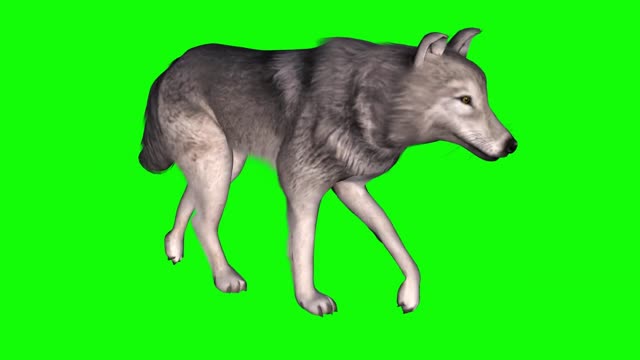 animal elements synthesis video wolf walking