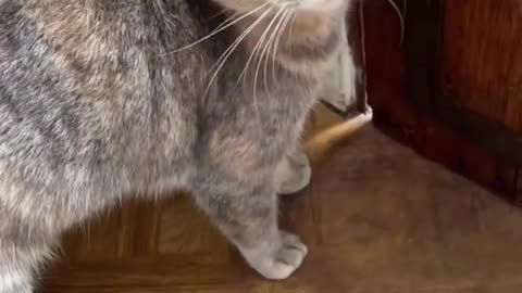 https://youtu.be/mGc0Z7E0U1I