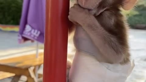 Baby monkey funny video