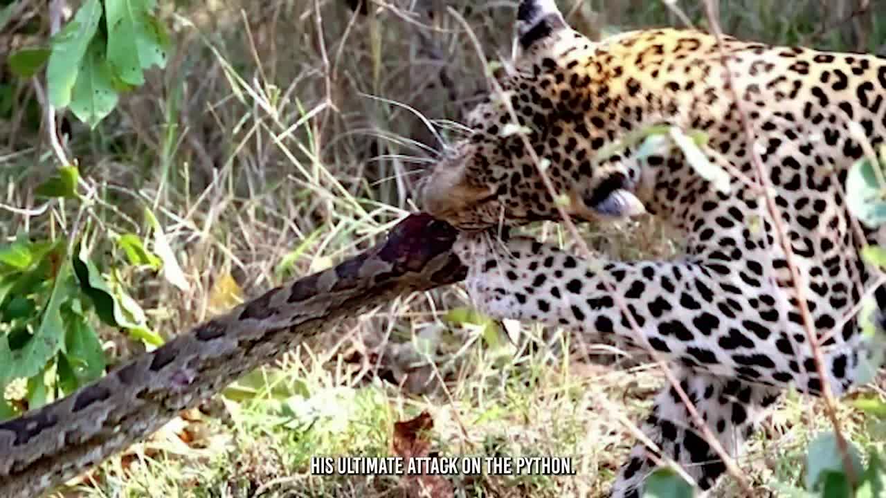 Leopard Rips Hyena Apart And Devours it