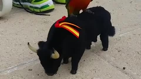 Dog Riding Mechanical Bull