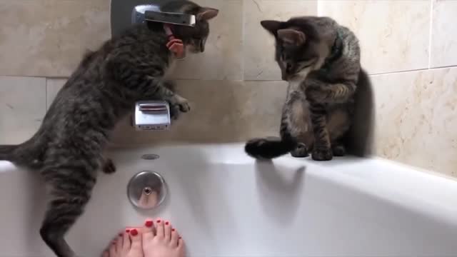 Moments with cats surprise #5