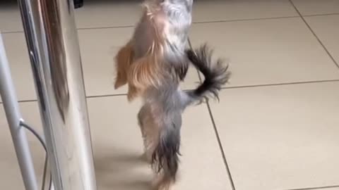 dog jessie dancing