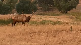 Elk bugle