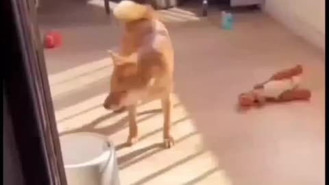 Dog funny video