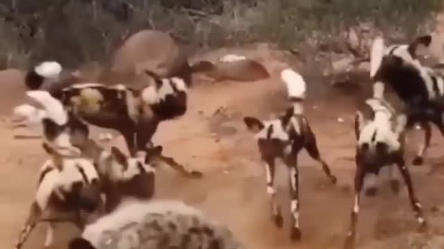 Painted African Wild Dogs Attack On Hyena.