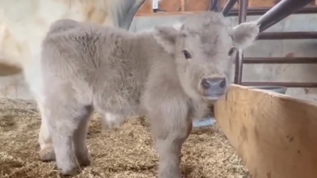 Super cute baby cow