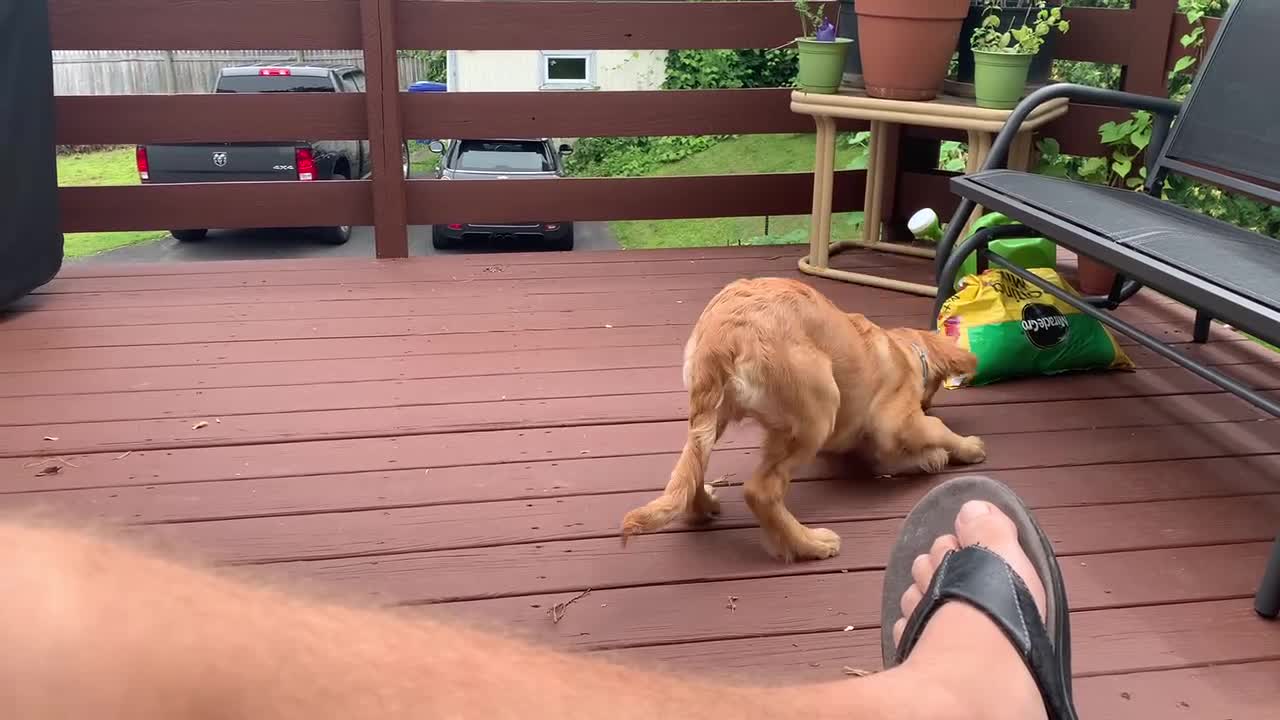 Sam the Golden watching a hawk