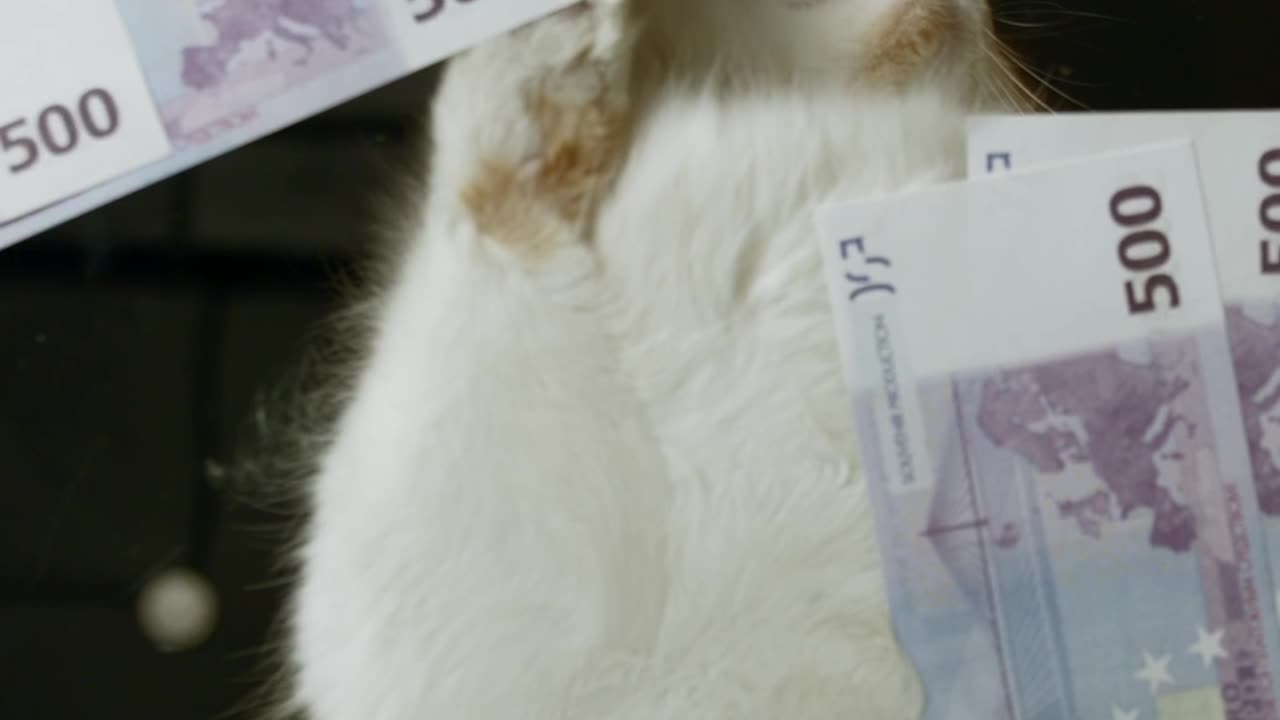 Cat Rich