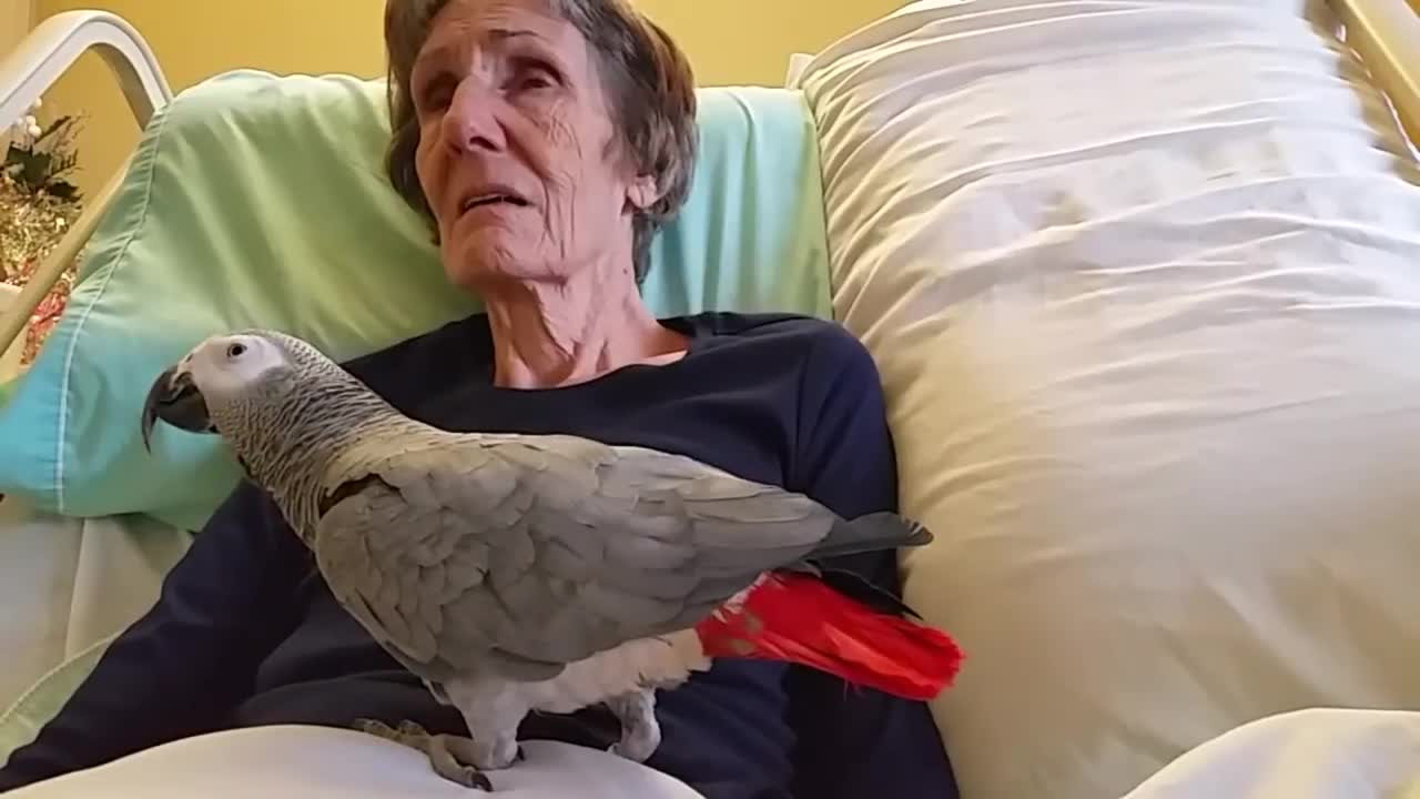 Grieving parrotp4