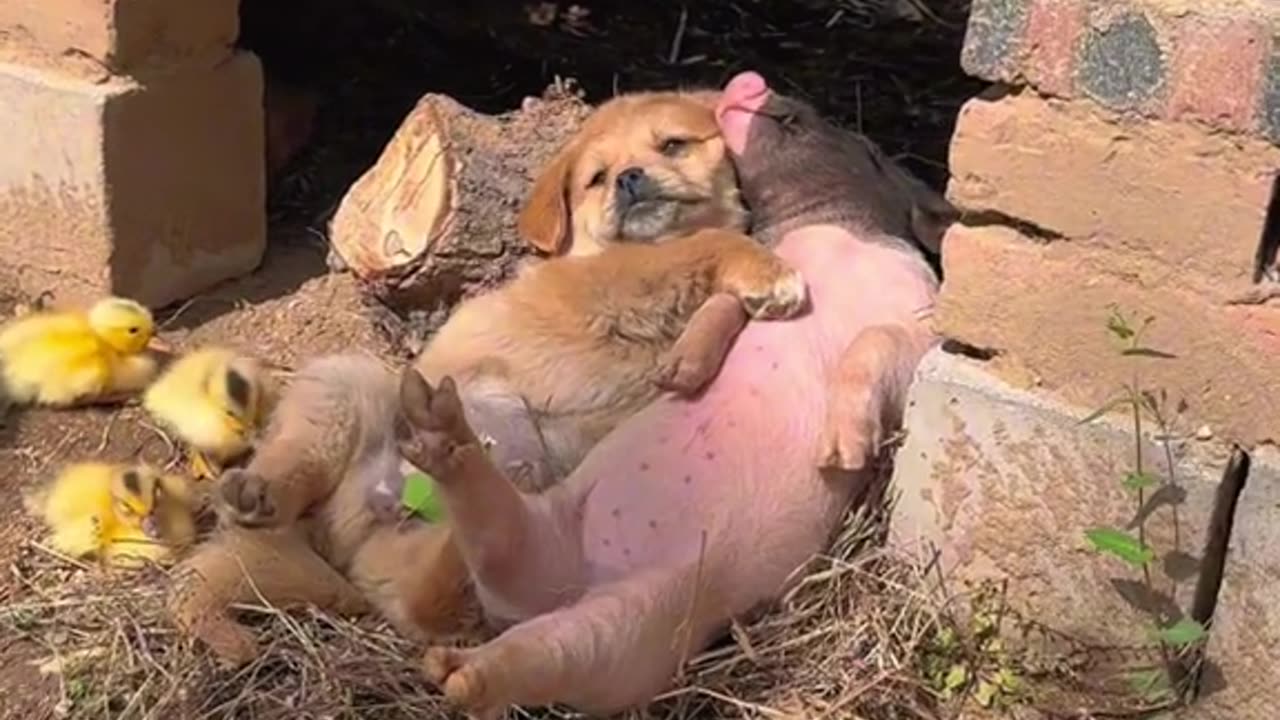 puppy