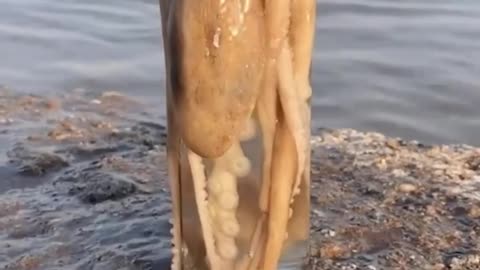 When The Octopus Stood Up #shorts #shortvideo #video #virals #videoviral