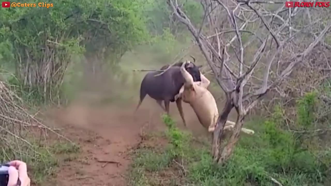 Wild animals war in America today episode live