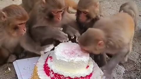 Monkeys enjoying cake