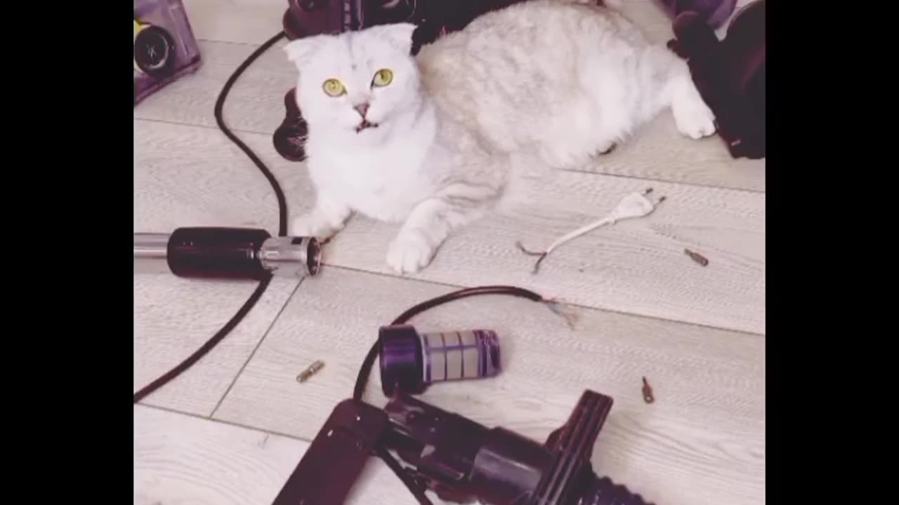 My cute cat