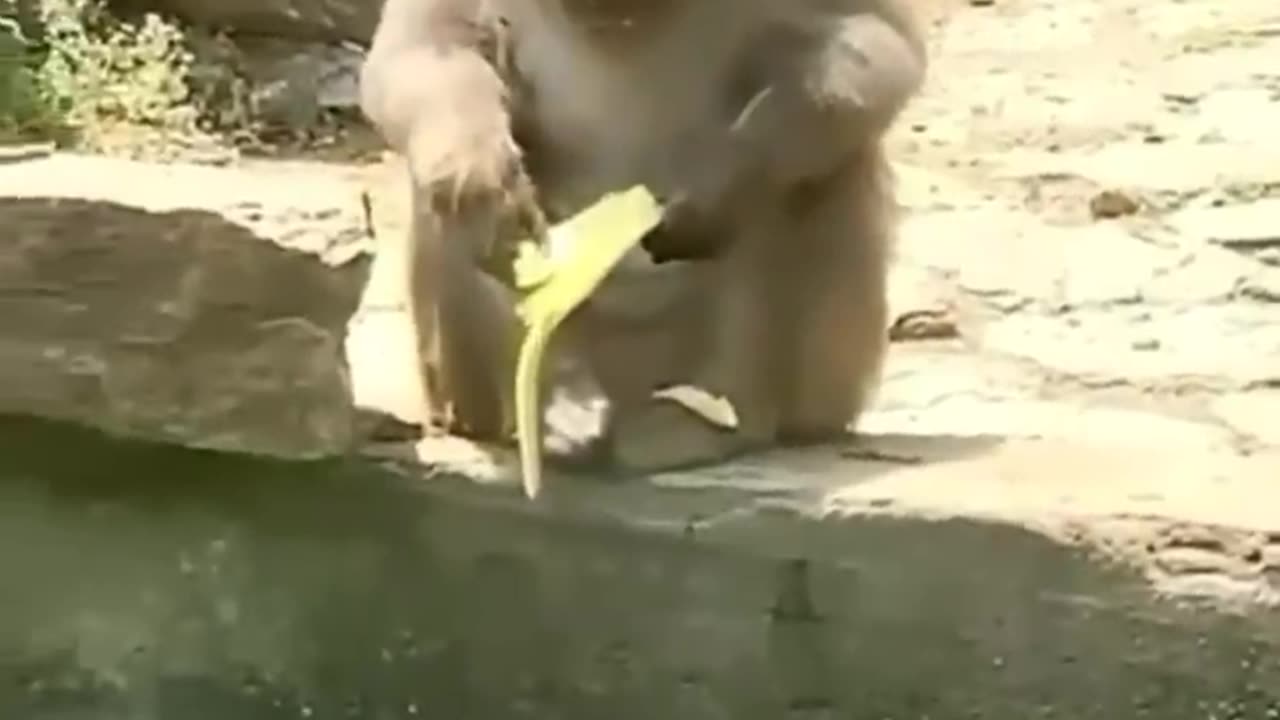 Cute and Funny Animals