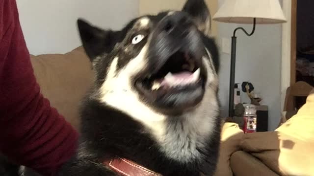 Cute husky plays with owner!