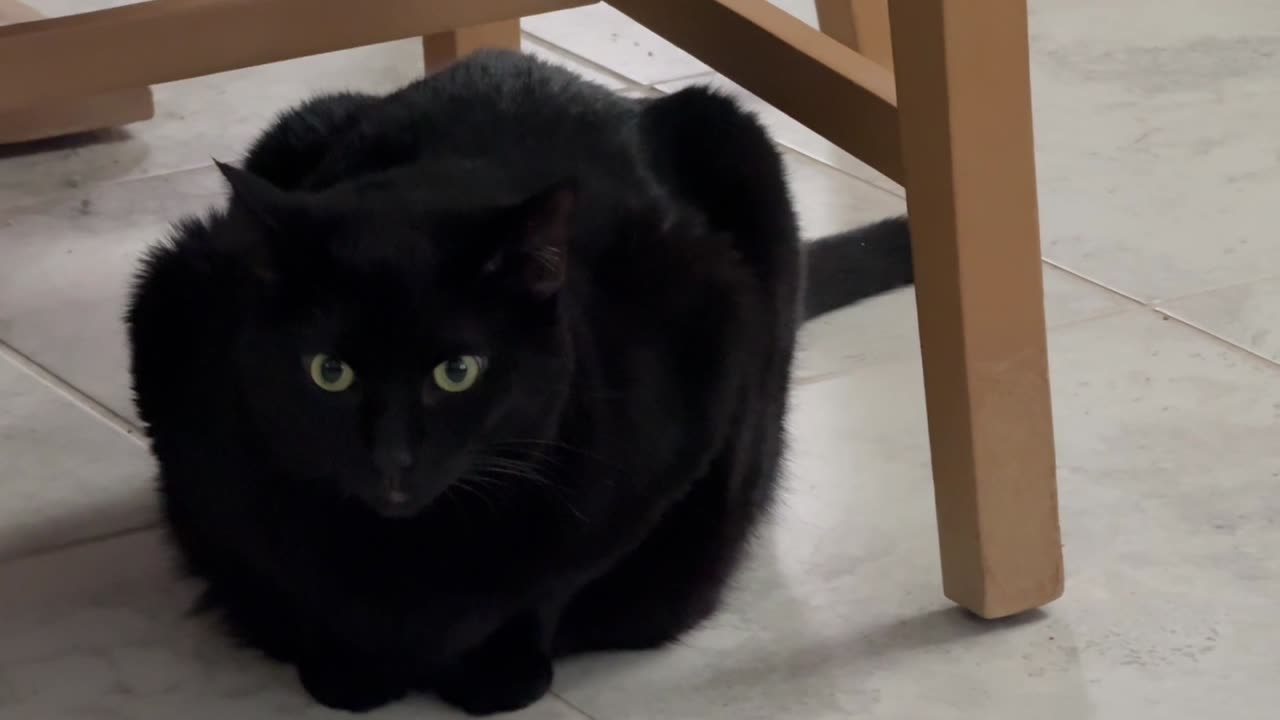 Cute Precious Piper Sees Something Interesting When Guarding - Adopting a Cat from a Shelter Vlog