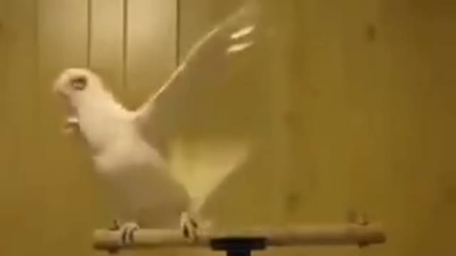 Dancing Parrot Funny dance 😅😁😂🤣