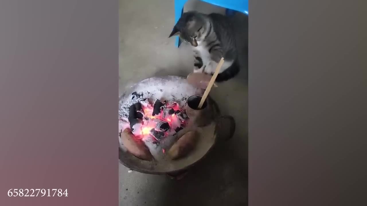 Funny cat video