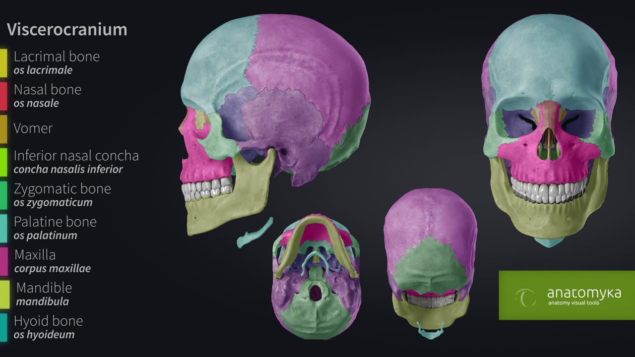 Skull ( cranium) - Overview of bones of skull ( 3D Animated )
