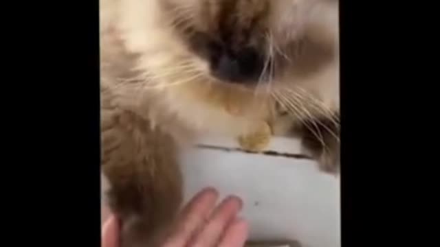 Funniest Cats 😹 - Don't try to hold back Laughter 😂 - Funny Cats Life