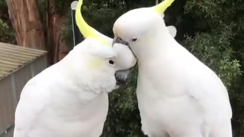 Lovely couple of birds