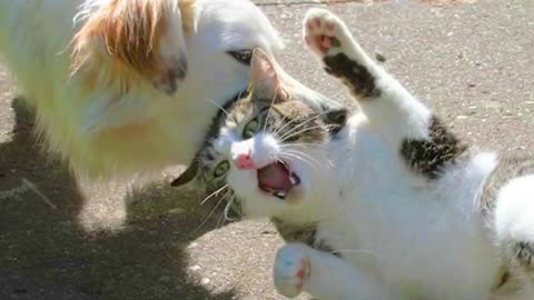 The Best Funny Videos Of Cats And Dogs 🐶😹 Funny Animals Compilation 😂