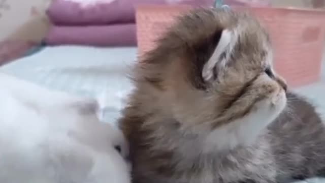 Very cute cats video