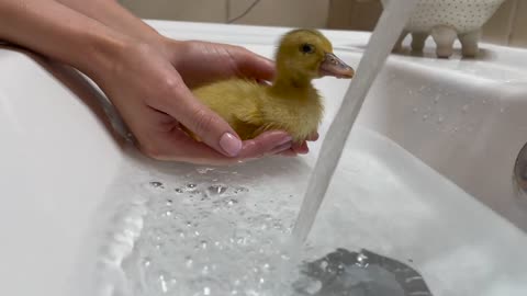 Baby Duckling Bathing for the First Time