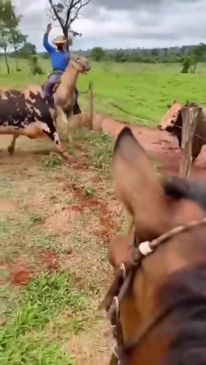 look what this bull did