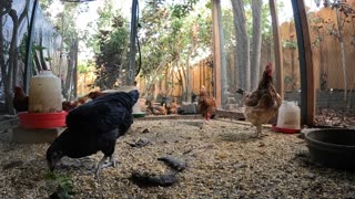 Backyard Chickens Continuous Video Sounds Noises Hens Roosters!