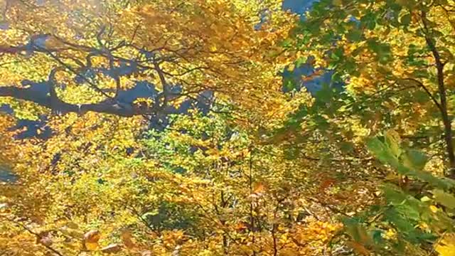 Autumn in the forest