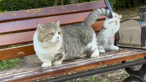 Mother cat with kitten ❤️