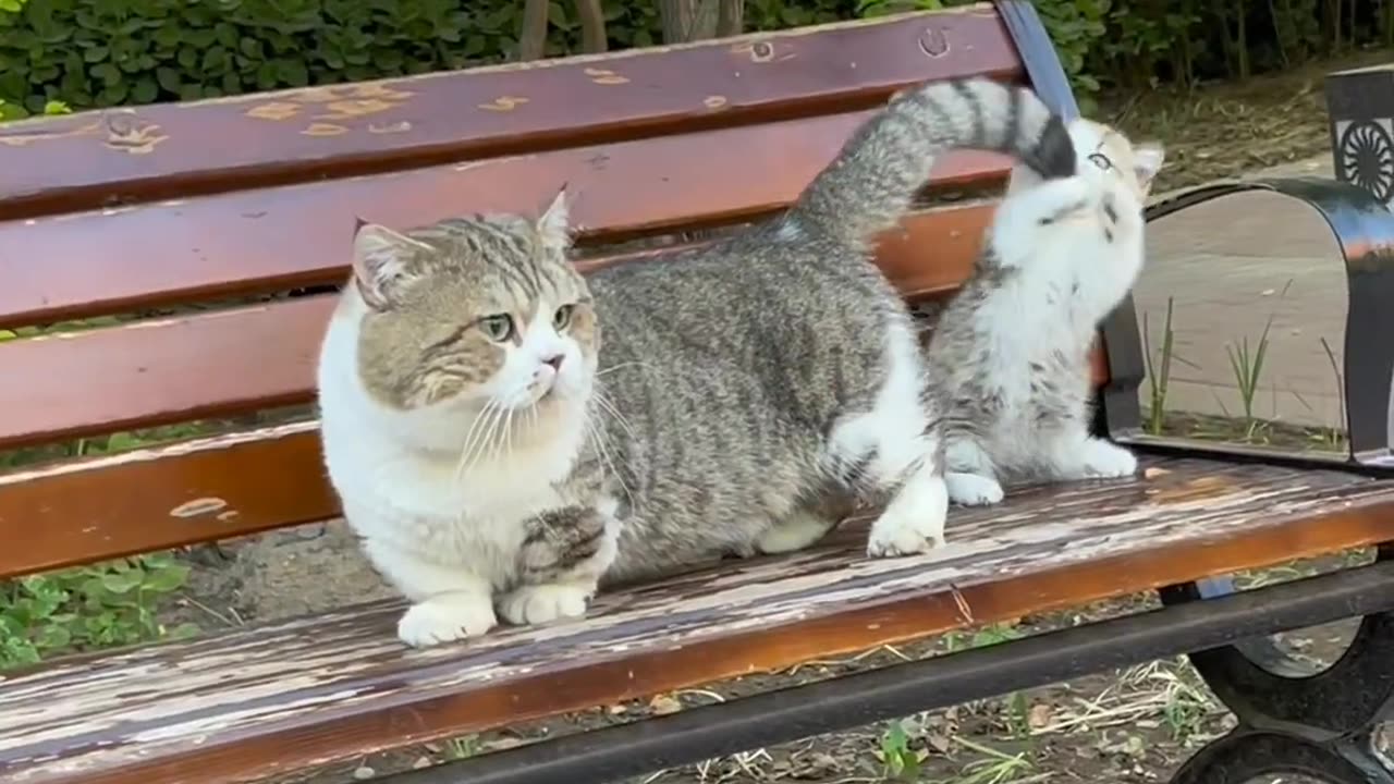 Mother cat with kitten ❤️