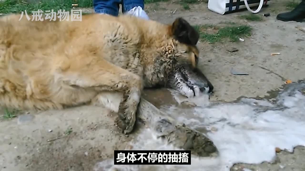 毒蛇毒素太猛，狮子泥坑打滚、狗子口吐白沫！ #动物 #奇妙的动物 #狮子 #野生动物零距离