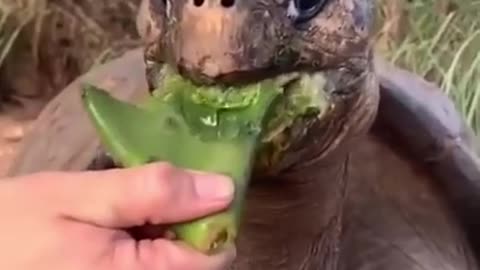 "Ultimate Funny Animals Compilation: Prepare for Cuteness Overload!"