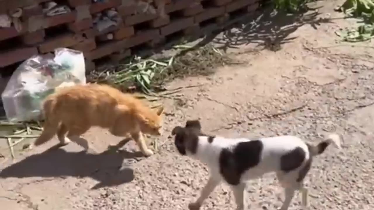 Funny video and dogs catas