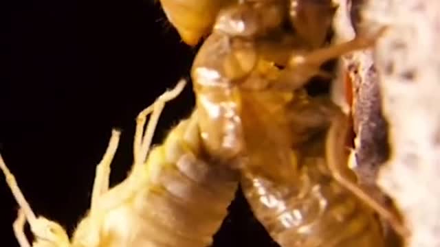 Cicada emerges from its nymph shell