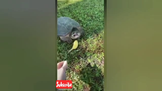 Funny animals video