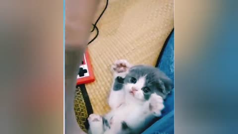 Cat and Dog Funny training videos