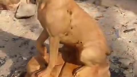 Chainsaw sculpting A Garman Shorthaired pointer!