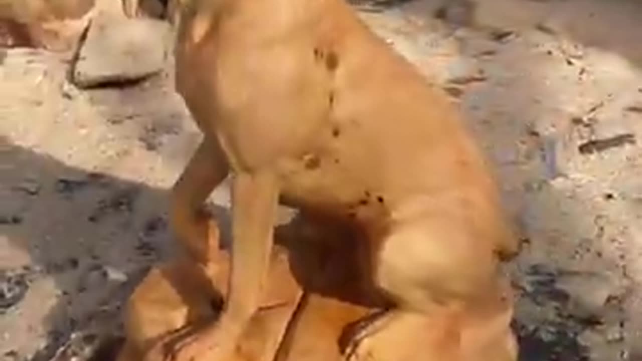 Chainsaw sculpting A Garman Shorthaired pointer!