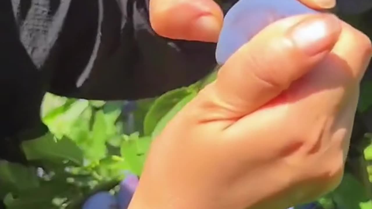Fruit