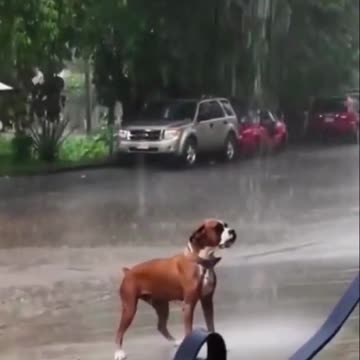 🤣🐺 Funny Dogs - Silly Dog Videos - Hilarious Dogs #Shorts 🐶🤣🤣