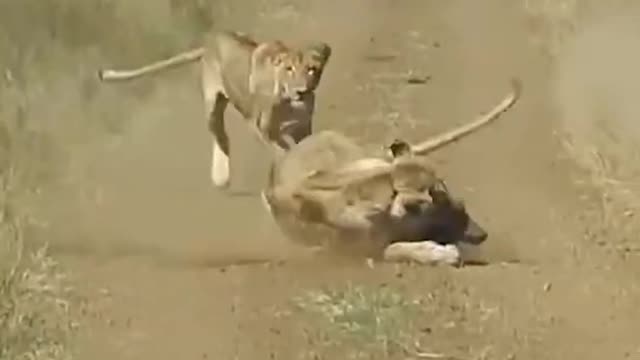 2 Lions catch wild boar #shorts #wildlifeanimal