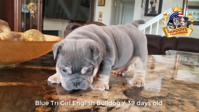 Cute Puppy English Bulldog 39 days old