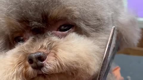 Oscar the cozy bear