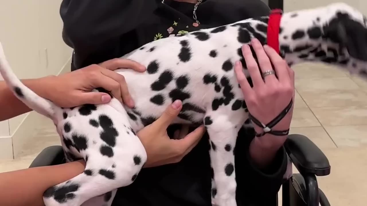 love dogs