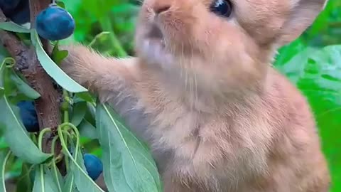 #Little Rabbit#Eating Berries